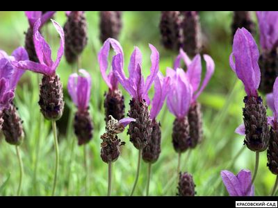 Лаванда Виктори - Victory