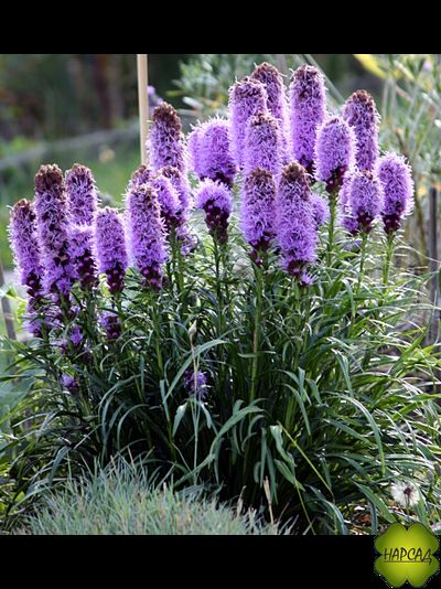 ЛИАТРИС &quot;ФЛОРИСТАН ВИОЛЕТ&quot; (ЦВЕТУЩИЙ САЖЕНЕЦ)