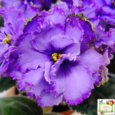 Blue Dragon (LLG/P.Sorano) (9516) 12/17/2005