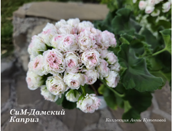 Пеларгония Дамский Каприз фото