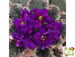 ВаТ-Тип-Топ (Т. Валькова) 2015 г.