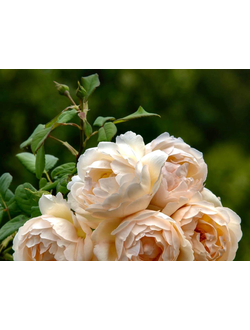 Воллертон олд Холл (Wollerton Old Hall) роза , ЗКС