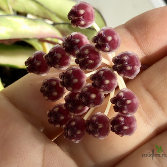 Hoya Kentiana var. Tricolor