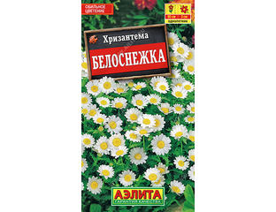 Хризантема Белоснежка
