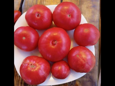 Томат Лидия Боровая