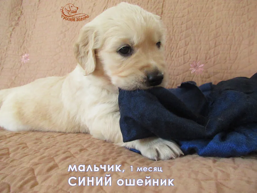  1 месяц. Мальчик СИНИЙ ошейничек