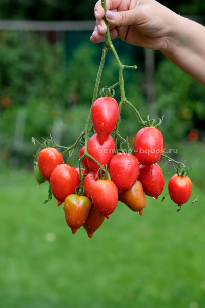 Томат Легенда Тарасенко, 10 шт