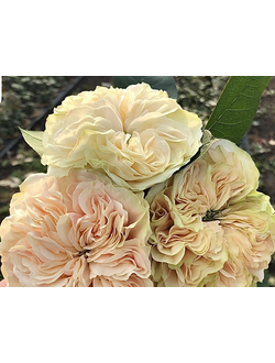 Викториан Веддинг (Victorian Wedding) роза, ЗКС