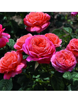 Пич ваза (Peach Vaza)