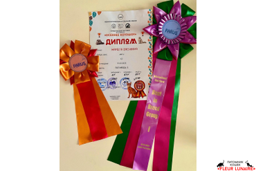 Диплом с международной выставки кошек малого формата "Осеннее котошоу"