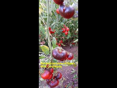 Томат Непредсказуемый блюз (Wild Card Blues) США