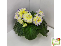 ЛЕ-Золото Нибелунгов (Е. Лебецкая) 2017 г.