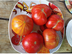 Томат Каркиано (Karkiano), Испания