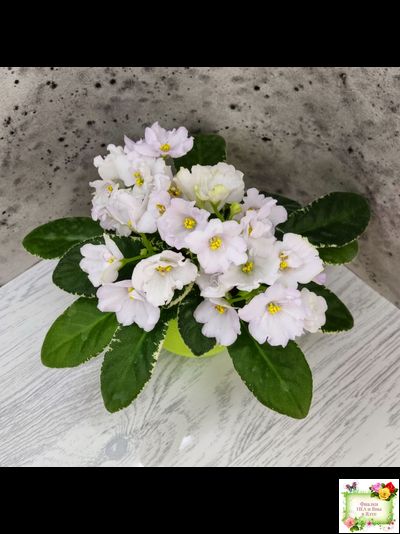 ЛЕ-Стрекоза (Е. Лебецкая) 2020 г. (пестролистный лонг)