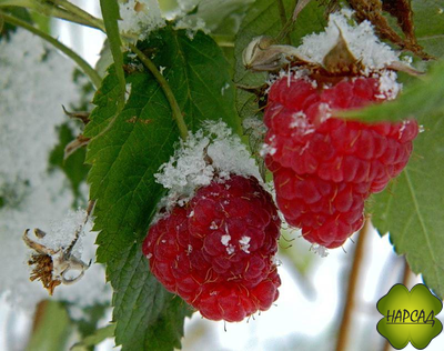 МАЛИНА ШАПКА МОНОМАХА (ремонтантная, как деревце)