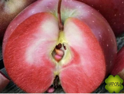 Яблоня красномякотная "БАЙЯ МАРИСА" (самые вкусные яблоки, повышает иммунитет) саженец 4 года на полукарлике