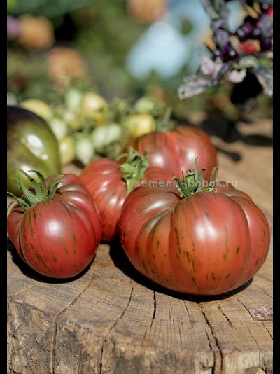 Томат Suffer Well (Саффер Вел), 10 шт