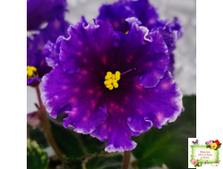 Nik-Сокровище Каравана (Н. Булко) 2022 г.