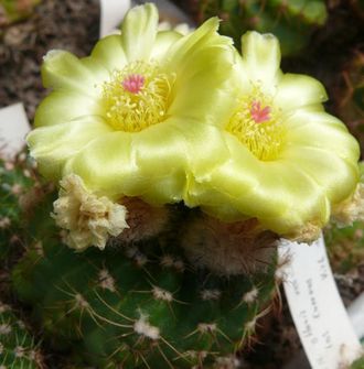 Notocactus linkii ssp.VG-1627 - 5 семян