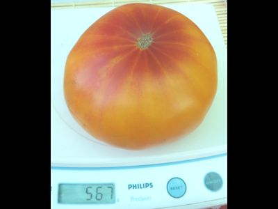 Томат Хейзел мей (Hazel mae)