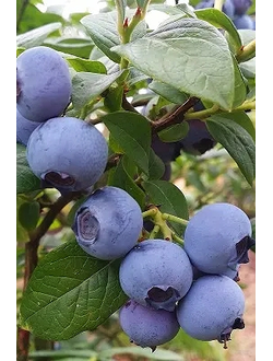 Голубика Bluegold