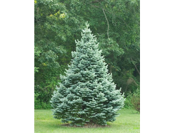 Пихта субальпийская Компакта (Abies lasiocarpa Compacta), 1,5 л