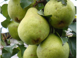 Белорусская поздняя (груша), 1год, ЗКС