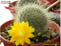 Rebutia senilis v.kesselringiana (семена)