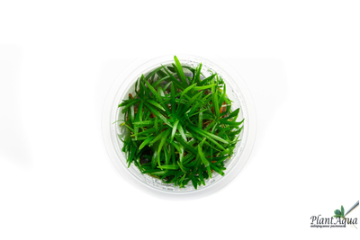 Эхинодорус тенеллус широколистный (меристемный) АЗИЯ