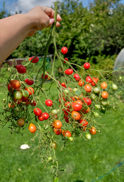 Томат Red Cluster Pear (Кисть Красных Груш), 10 шт