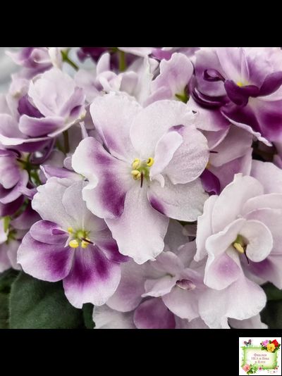 Mac's Southern Springtime (G.McDonald) (лист посажен 29.01.26)