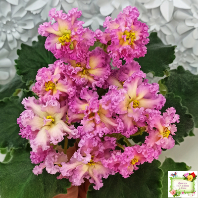 РМ-Богиня Солнца (Н. Скорнякова) 2019 г.