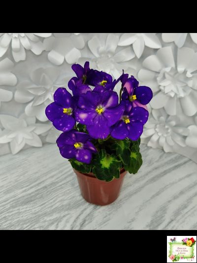 ВаТ-Горох на Десерт (Т. Валькова) 2020 г. (гёрл-листва)