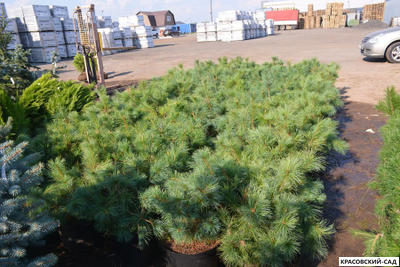 Сосна стланиковая Глаука кедровая - Pinus pumila glauca