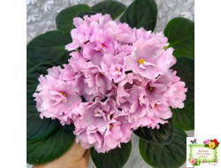 Hunter's Vertigo (K. Muzalewski) (лист укоренённый)