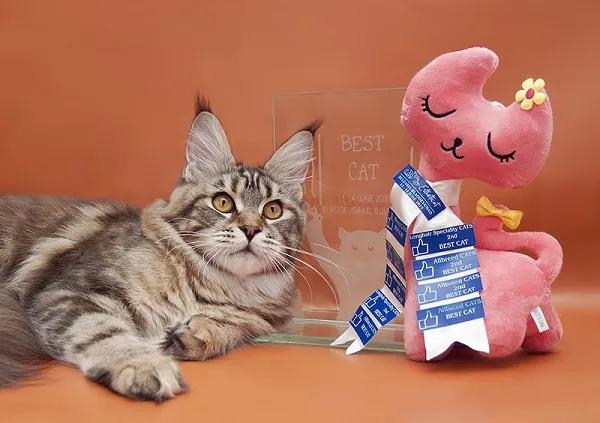 Волгоградский питомник Мейн кунов GangsterCat. Сайт: www.gangstercat.ru Тел: +7 (917) 335-09-66 (WhatsApp, Viber, Telegram), Татьяна.