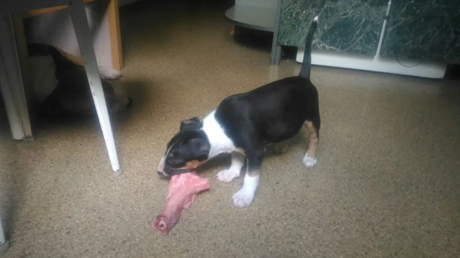 Хозяйка Наталья: "Закуска после обеда! Цельной бараний калтык от Маруси) Миниатюрные бультерьеры Тим и доча Вишня)"