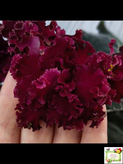 РМ-Black Cherry (Н. Скорнякова) 2022 г.