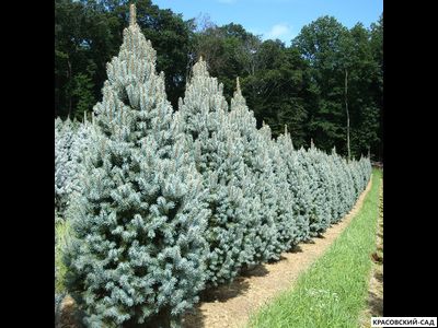 Ель Изели Фастигиата - Iseli Fastigiate