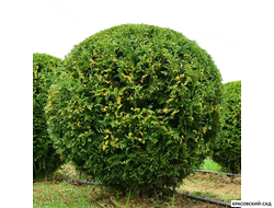 Туя Брабант в форме шара - Brabant