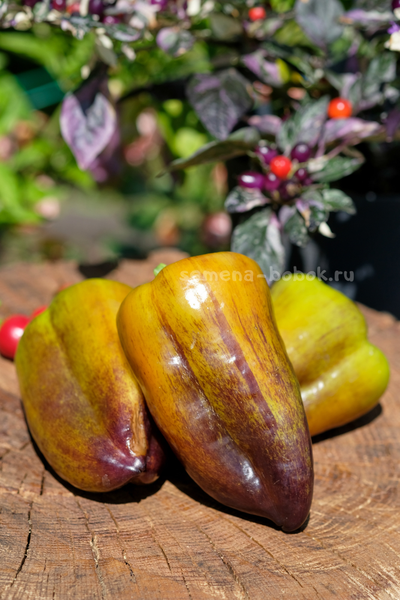 Перец сладкий Синильга, 10 шт