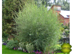 Ива Ледебура "Пирамидалис"