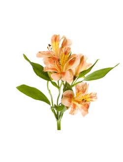 Альстромерия оранжевая