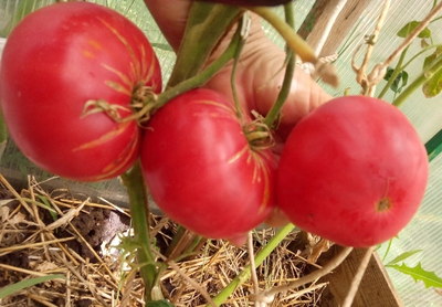 Томат Дедушка Эшлок (Grandfhater Ashlock)