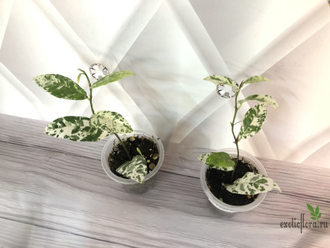 Фикус Сагиттата Полька Дотс / Ficus Sagittata var. Polka Dots