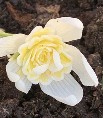 Galanthus &quot;Lady Elphinstone&quot;