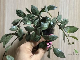 Hoya krohniana silver black