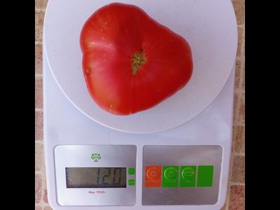 Томат Буйная красотка (Lovely lush,  Прекрасный пышный)