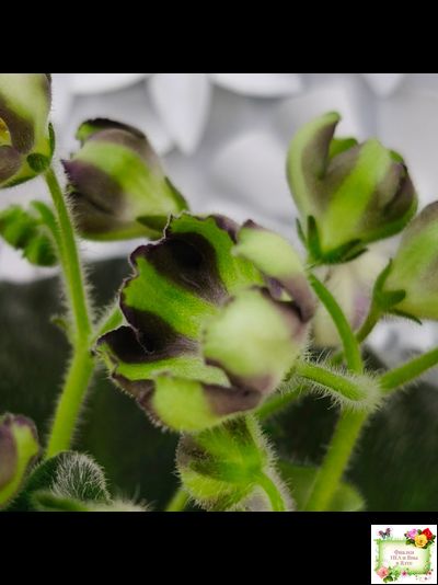 7 Белок (Калгины) химера (стартер сорт)