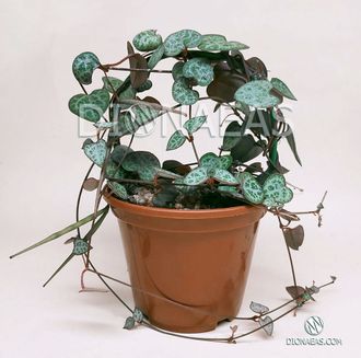 Ceropegia woodii